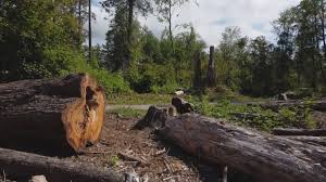 Best Arborist Consultation Services  in Dilley, TX