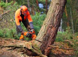 Best Storm Damage Tree Cleanup  in Dilley, TX